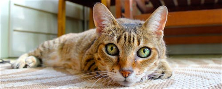 猫咪疼痛的四大表现 主人千万不能掉以轻心