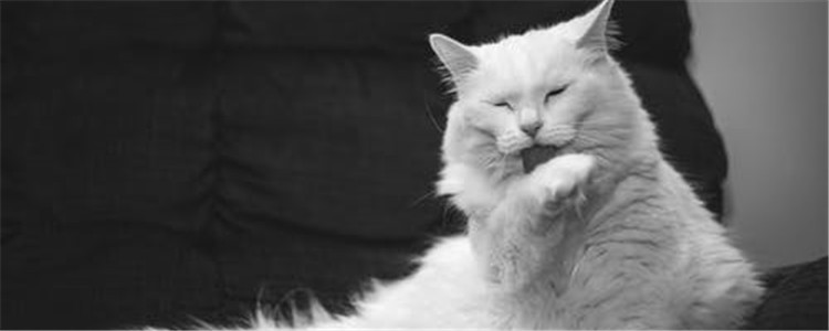 夏天给猫剃毛好吗 什么情况能给猫剃毛