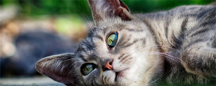 猫咪肥胖容易得什么病 猫咪肥胖该如何减肥