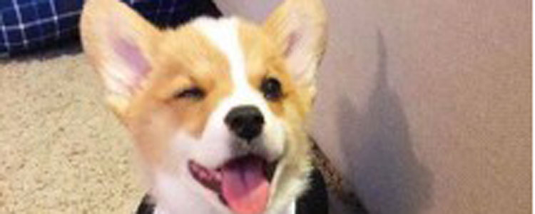 狗狗喝水要注意什么 狗狗喝水过少过多都不好