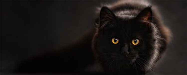 猫咪乱撒尿是怎么回事 如何解决猫咪乱撒尿