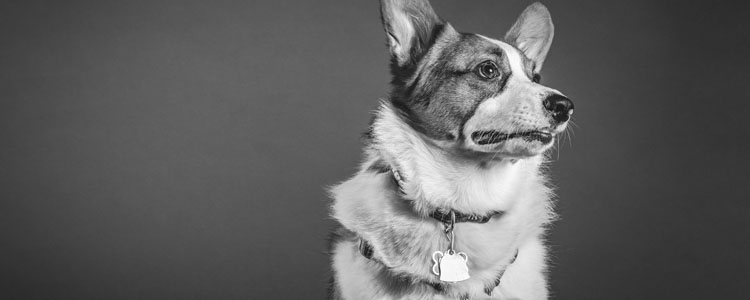 导致狗死亡的疾病有哪些 为了更长的陪伴要避免这些疾病