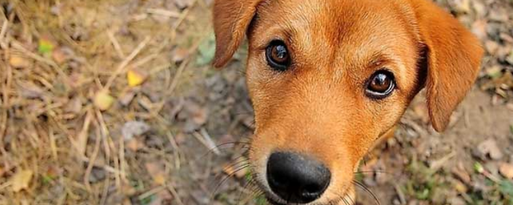 田园犬喜欢主人的表现 田园犬喜不喜欢你一看就知道了！