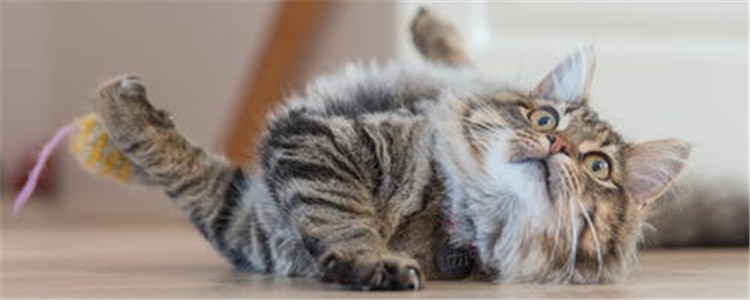 猫咪空调病的症状是什么 猫咪得了空调病该怎么办