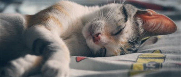 猫可以吹空调吗 猫咪吹空调应该注意什么