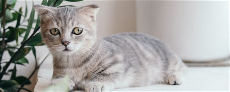 猫的胡子有什么用 千万不要随意剪掉猫咪的胡须