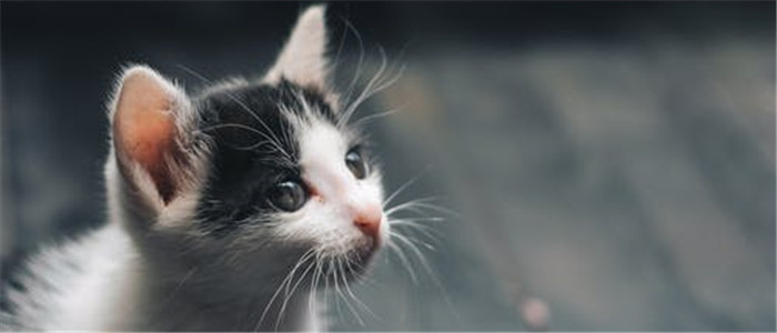  猫咪中暑的症状有哪些 猫咪中暑该怎么