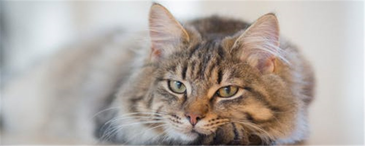 猫咪泪痕产生的原因是什么 有什么办法可以解决吗