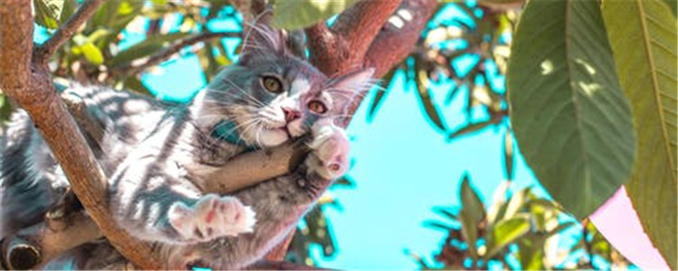 养猫千万不能养的植物 绿植虽好但不要乱养