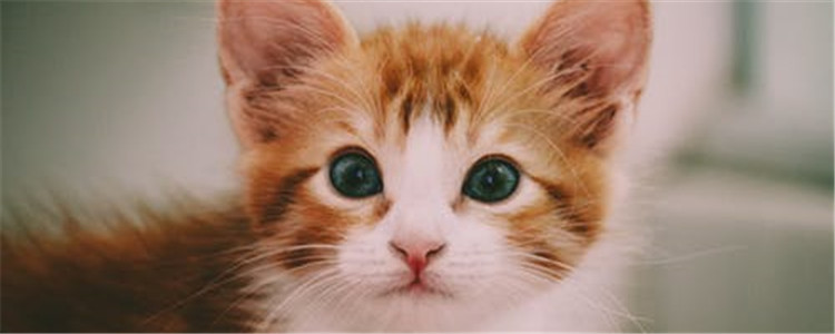 猫瘟是什么 如何有效的预防猫瘟