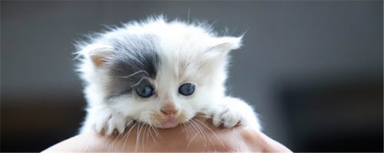 猫咪抑郁症的表现是什么 猫咪为什么会患上抑郁症