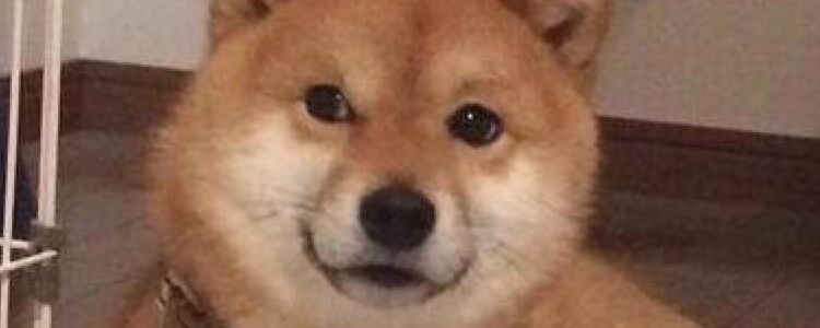 柴犬的性格特征 你足够了解柴犬吗?