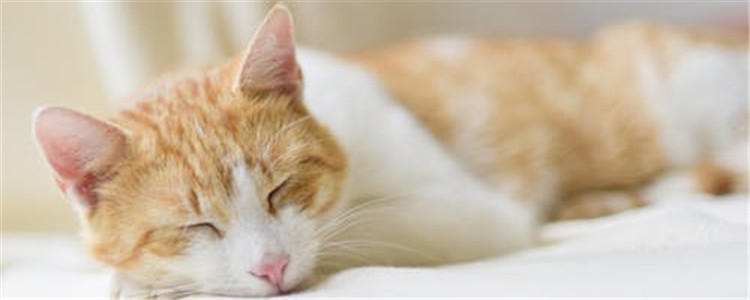  猫咪耳朵有问题时有哪些征兆 一定不要忽略猫咪的耳部健康