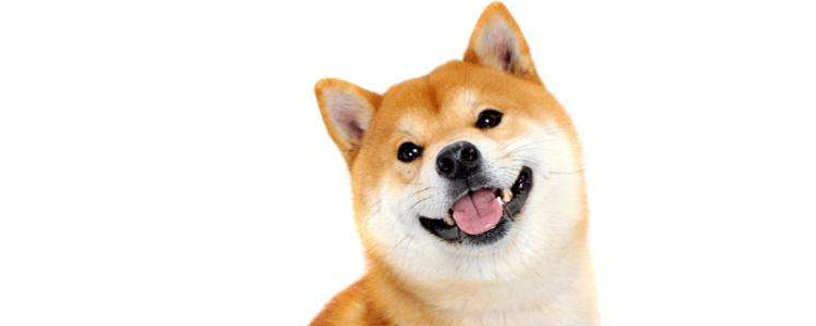 柴犬寿命有多少年 如何延长狗狗的寿命