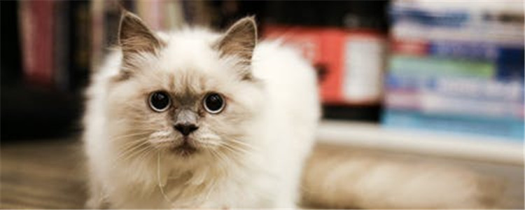 猫咪呕吐的原因 猫咪呕吐有什么解决办法