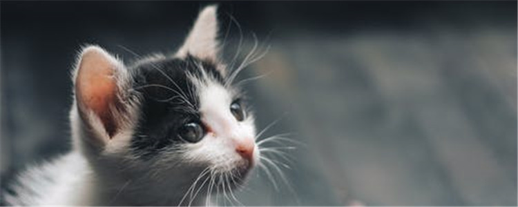 猫咪呕吐是怎么回事 猫咪呕吐要如何处理