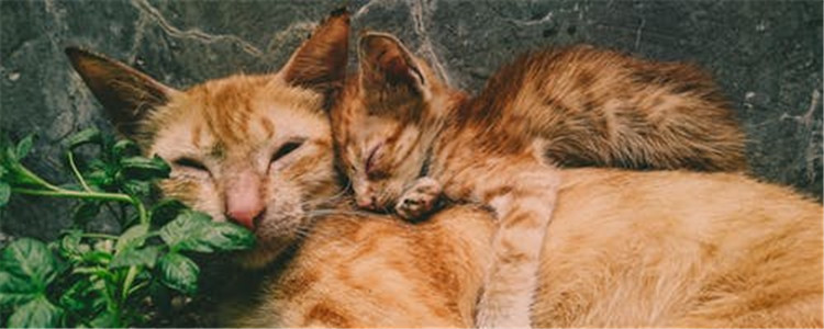 猫咪呕吐带血丝是为什么 猫咪出现这些症状要及时送医