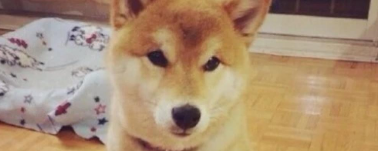 柴犬智商排名 柴犬该如何训练