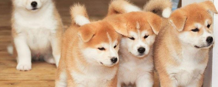 柴犬和秋田犬的区别 原来这么好分辨！