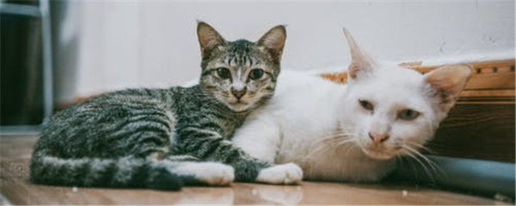 猫咪呕吐的三个原因 如何解决猫咪呕吐你知道了吗