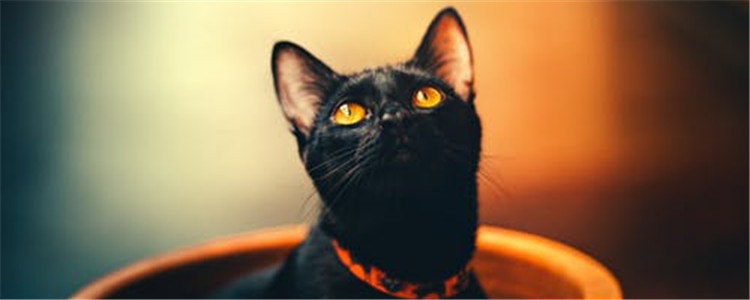 猫咪呕吐有哪些原因 以下几种治疗方法你明白吗