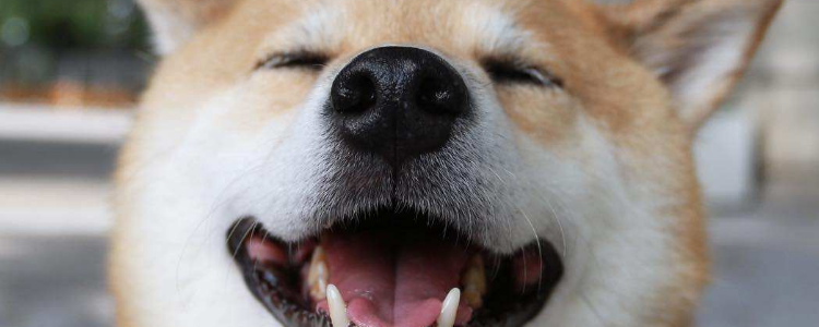 柴犬的夏季护理知识 不要再给柴犬剃毛啦