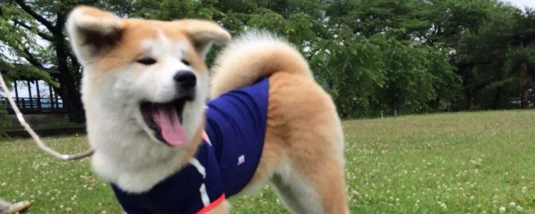 秋田犬的性格特点 秋田犬好养吗？