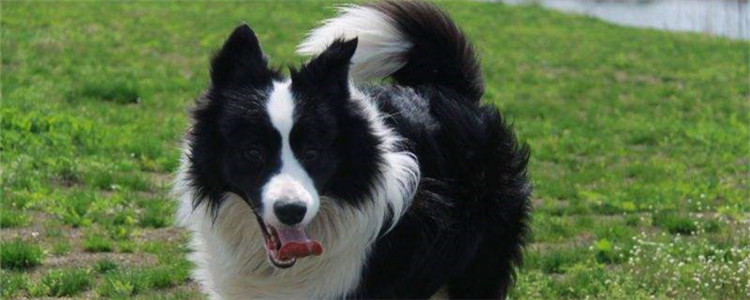 饲养边牧的三大注意事项 做不到这些就不要饲养