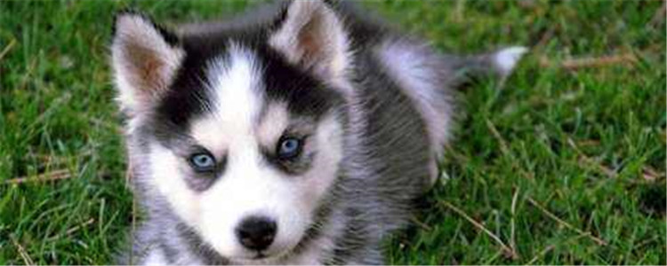 饲养哈士奇的三大注意事项 新手铲屎官快看过来