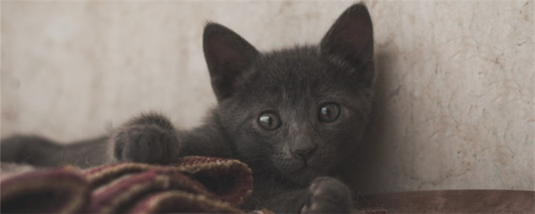 猫拉稀是什么原因 猫咪拉稀吃什么益生菌好