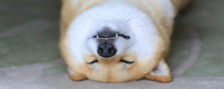 柴犬的微笑 会笑的狗狗你想养吗