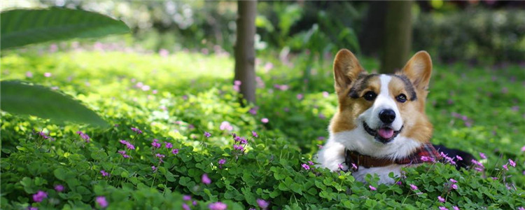 饲养柯基犬要注意什么 这三大注意事项你知道吗