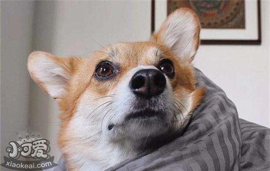 饲养柯基犬要注意什么 这三大注意事项你知道吗