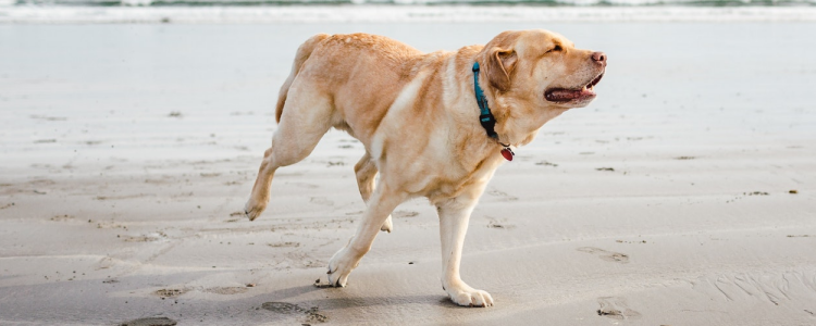 带狗狗去海边注意事项 这些事情主人要多多注意