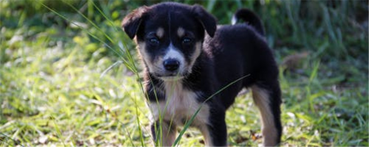 狗狗有寄生虫的表现是什么 教你如何判断狗狗是否有寄生虫