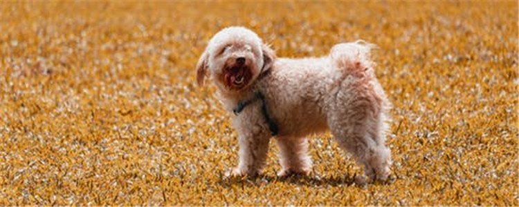 狗狗挑食怎么办 如何纠正狗狗的挑食行为