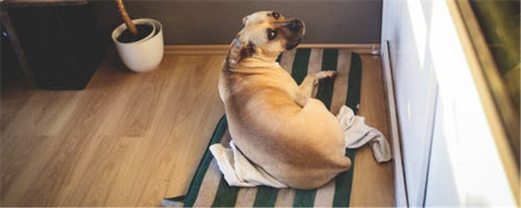 为什么不能拉狗狗的尾巴 拉狗狗尾巴的后果你知道吗