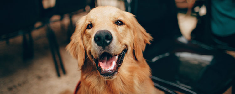 犬冠状病毒会传染人吗 犬冠状病毒能治好吗