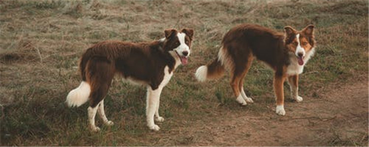 狗狗拉屎为什么会转圈 狗狗便便前转圈的原因是什么