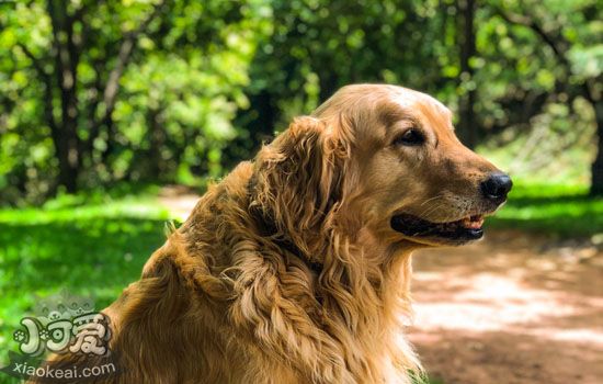 犬布魯氏菌病如何治療 波狀熱會不會傳染給人