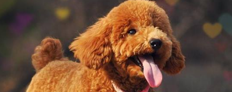 贵宾犬怎么会褪色 这几个原因你知道吗