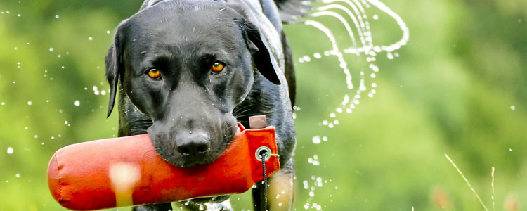 犬瘟热会传染给人吗 让人闻风丧胆的传染病