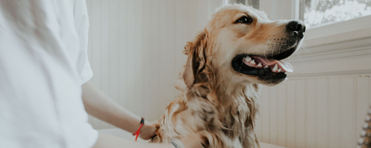 一个月的小狗能洗澡吗 给小狗洗澡可能会致死