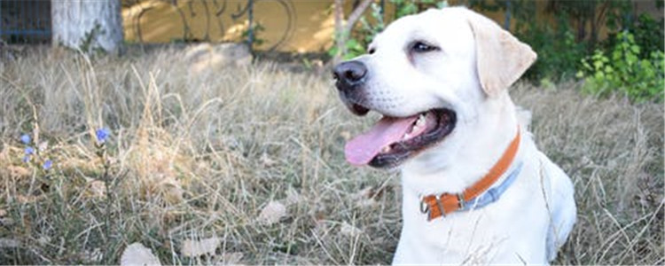 狗不能吃的水果有什么 你知道你是在慢性毒害狗狗吗