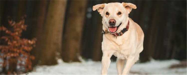 狗狗爱主人的五种表现 你感受到狗狗对你的爱了吗