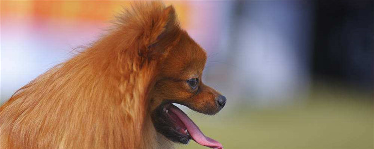 博美为什么不好养 看完你就知道了