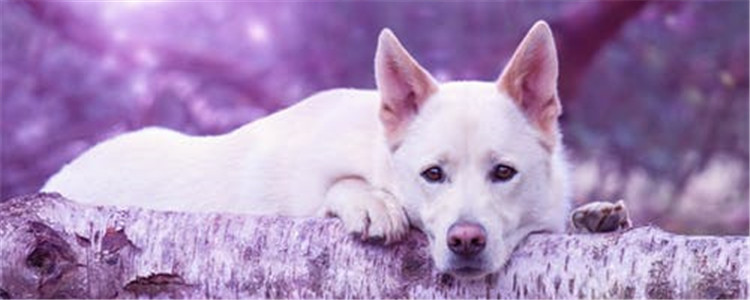 狗狗不舒服的症状是什么 合格的主人应该了解一下