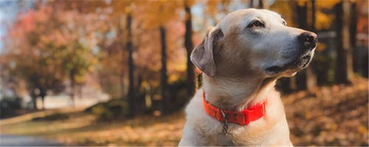 狗狗泪痕怎么去除 简单四个方面教你去除狗狗泪痕