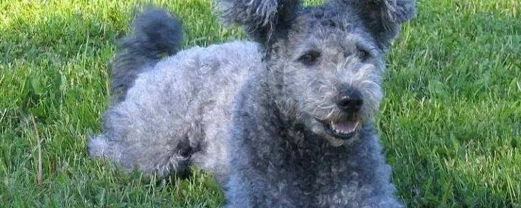 梗和犬的区别 你还不知道吗