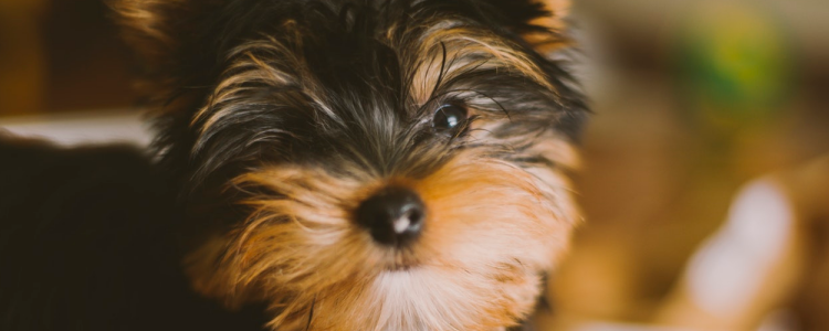 狗狗大量脱毛怎么办 快试试这几个方法